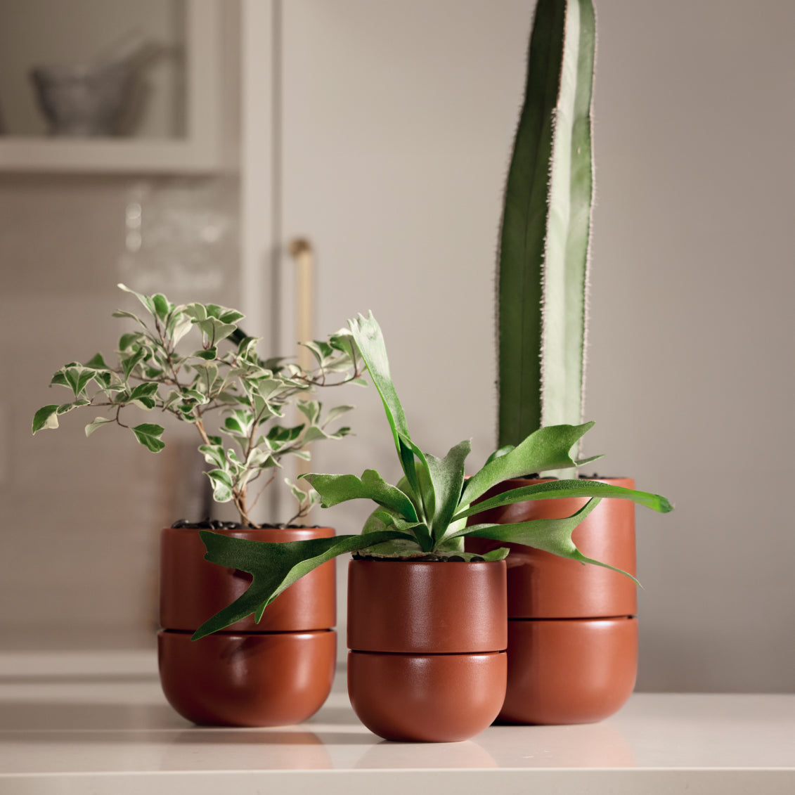 Ceramic Indoor Planters