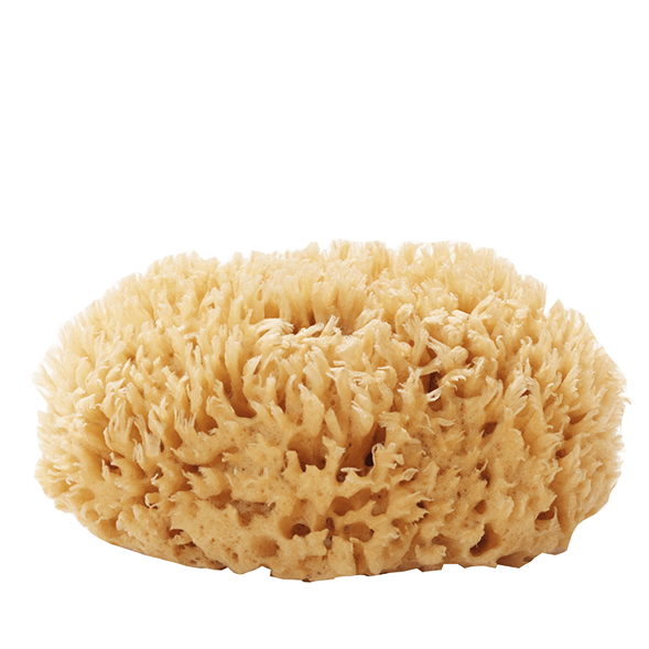 Sea Sponge