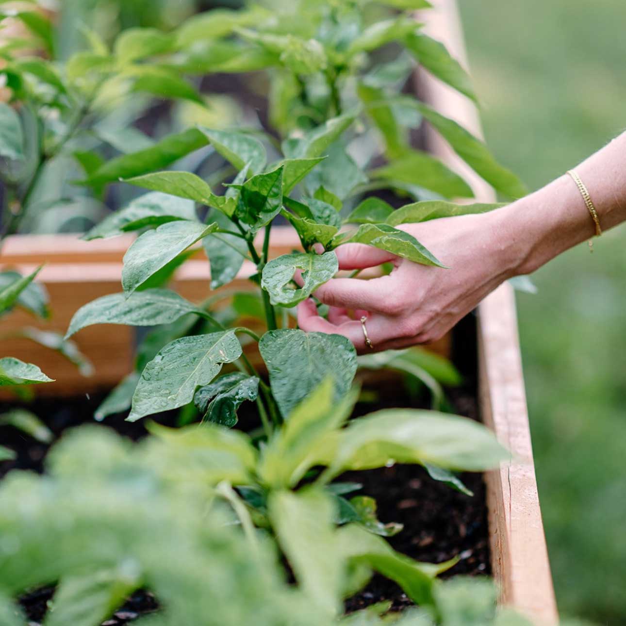 Growing a Home Garden for Beginners: Vegetables