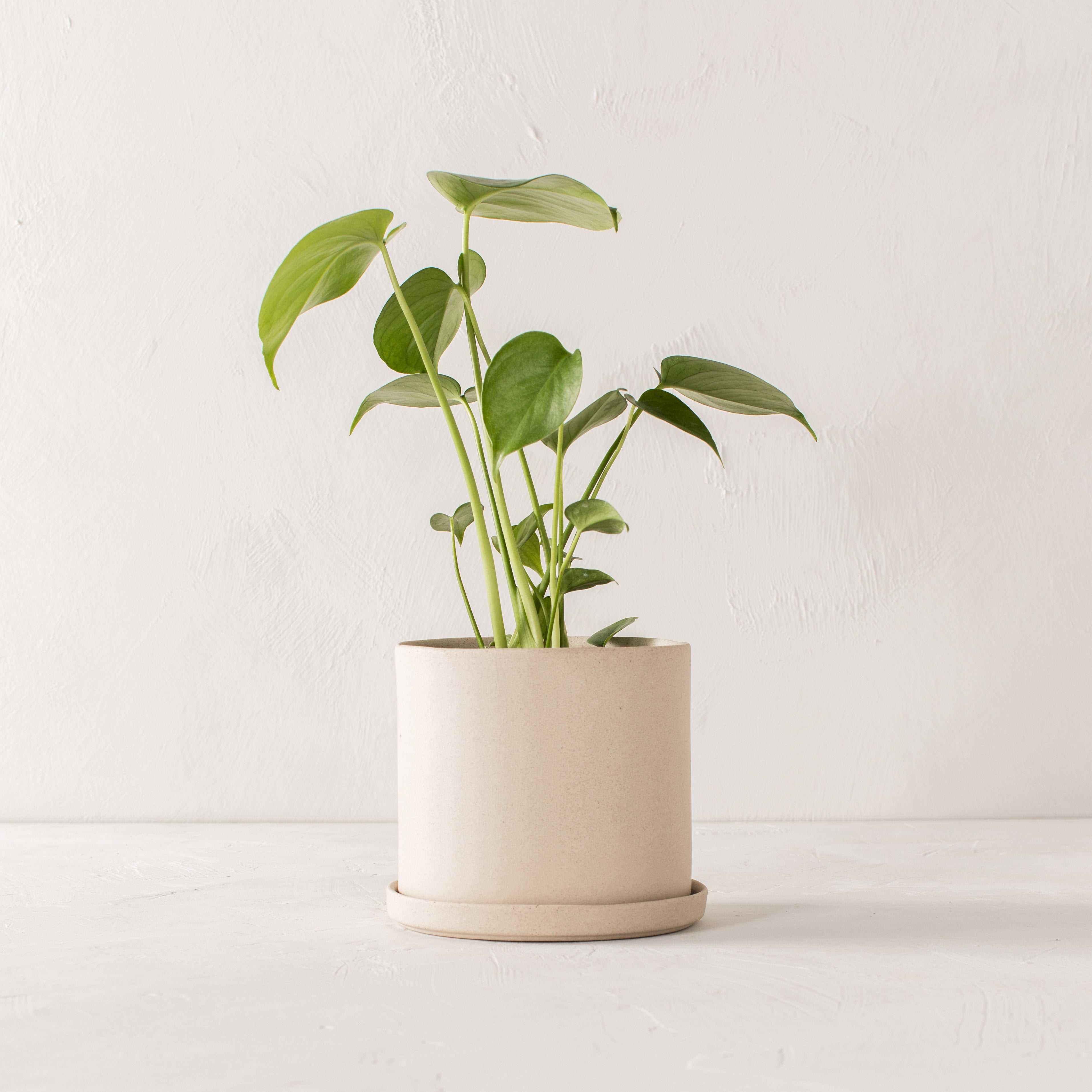 6" Minimal Planter | Raw Stoneware